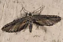Eupithecia acutipennis - Hodges#7586