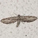 Eupithecia acutipennis - Hodges#7586 - photo 4