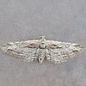 Eupithecia adequata - Hodges#7585