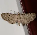Eupithecia affinata - Hodges#7495