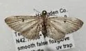 Eupithecia affinata - Hodges#7495 - photo 4