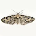 Eupithecia agnesata - Hodges#7561