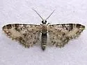 Eupithecia agnesata - Hodges#7561 - photo 4