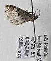 Eupithecia albicapitata - Hodges#7574