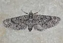 Eupithecia albimontanata - Hodges#7452 - photo 2