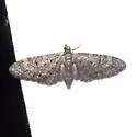 Eupithecia alpinata - Hodges#7505