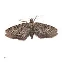 Eupithecia alpinata - Hodges#7505 - photo 2