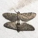 Eupithecia alpinata - Hodges#7505 - photo 3