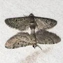 Eupithecia alpinata - Hodges#7505 - photo 4