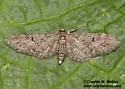 Eupithecia alpinata - Hodges#7505 - photo 5