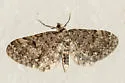 Larch Pug Moth - Hodges#7543 - photo 4