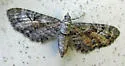 Eupithecia anticaria - Hodges#7594 - Eupithecia anticaria
