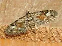 Eupithecia anticaria - Hodges#7594 - photo 2