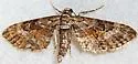 Eupithecia anticaria - Hodges#7594 - photo 4