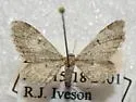 Eupithecia appendiculata - Hodges#7554 - photo 2