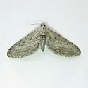 Eupithecia behrensata - Hodges#7535