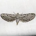 Eupithecia behrensata - Hodges#7535 - photo 4