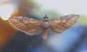 Eupithecia biedermanata - Hodges#7514