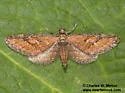 Eupithecia biedermanata - Hodges#7514 - photo 2
