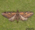 Eupithecia biedermanata - Hodges#7514 - photo 4