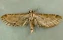 Eupithecia bivittata - Hodges#7478 - photo 2