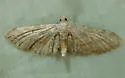 Eupithecia bivittata - Hodges#7478 - photo 4