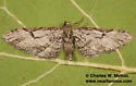 Eupithecia bolterii - Hodges#7500 - Eupithecia bolterii