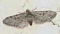 Eupithecia bolterii - Hodges#7500 - photo 4