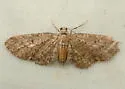 Eupithecia bryanti - Hodges#7480 - photo 3