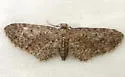 Eupithecia bryanti - Hodges#7480 - photo 4