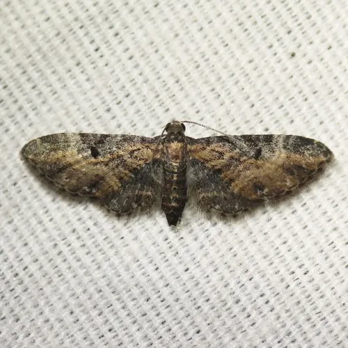 Eupithecia carneata - Hodges#7597 - Eupithecia carneata