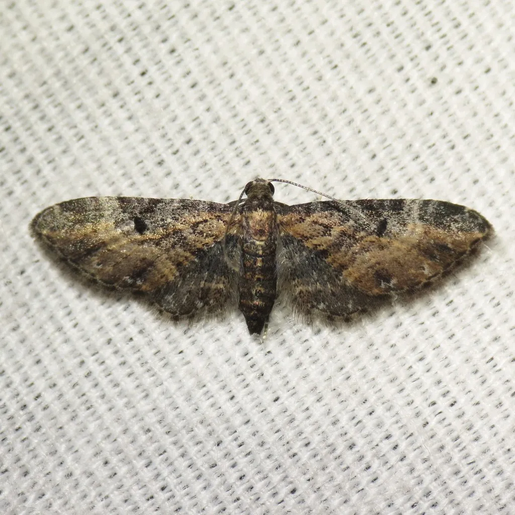 Eupithecia carneata - Hodges#7597 - photo 2
