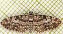 Eupithecia casloata - Hodges#7492 - Eupithecia casloata