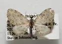 Eupithecia casloata - Hodges#7492 - photo 2