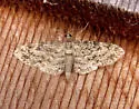 Eupithecia casloata - Hodges#7492 - photo 3