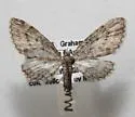 Eupithecia catalinata - Hodges#7465 - Eupithecia catalinata