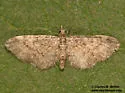 Eupithecia catalinata - Hodges#7465 - photo 3