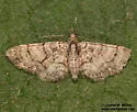 Eupithecia catalinata - Hodges#7465 - photo 4