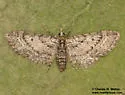 Eupithecia catalinata - Hodges#7465 - photo 5