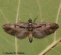 Eupithecia classicata - Hodges#7598 - photo 3