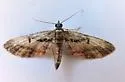 Eupithecia classicata - Hodges#7598 - photo 4