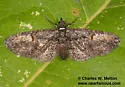 Eupithecia classicata - Hodges#7598 - photo 5