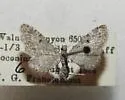 Eupithecia coconinoensis - Hodges#7504.1 - photo 2