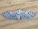 Eupithecia coconinoensis - Hodges#7504.1 - photo 3