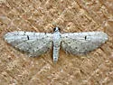 Eupithecia coconinoensis - Hodges#7504.1 - photo 4