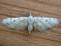 Eupithecia coconinoensis - Hodges#7504.1 - photo 5