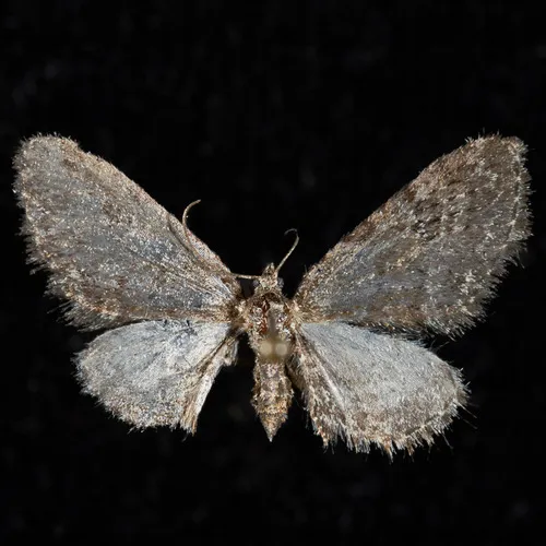 Eupithecia cognizata - Hodges#7547 - Eupithecia cognizata