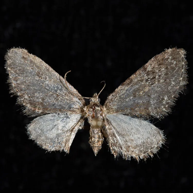 Eupithecia cognizata - Hodges#7547 - photo 2