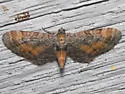 Eupithecia coloradensis - Hodges#7481 - Eupithecia coloradensis