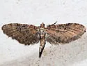 Eupithecia coloradensis - Hodges#7481 - photo 2